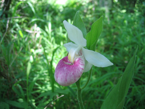 Photo By: Gregory J. Edinger. Photo taken: Jefferson County, NY on 21 June 2012